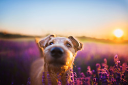 handsomedogs:    Lavender dog | Iza Łysoń   