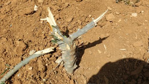 momo33me: 48 young olive trees destroyed in South Hebron Hills October 3, 2013 At Tuwani - This morn