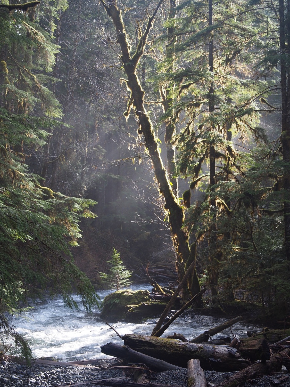 @princess&ndash;kittyy ya&rsquo;ll got mossy forests like this over there?