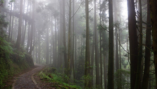 2014-08-02 特富野古道 by 丹G on Flickr.