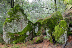 90377:  Rattlesnake Rocks, Covered With Lichen And Moss, Newly Green From The Rain