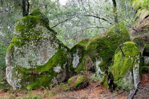 90377:  Rattlesnake Rocks, covered with lichen porn pictures