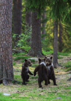 sweetsurrendermm:  The Dancing Bears….   Goodnight or Good Morning - - wherever you may be Tumblrs xo