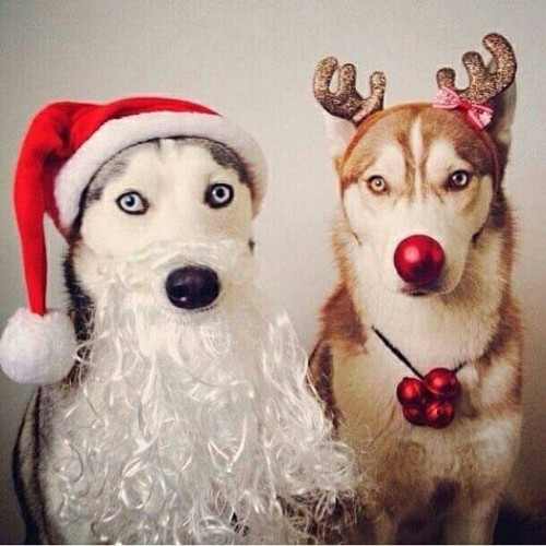 "Pets"