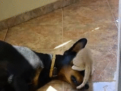 jaboogie:  thecosmicfootprint:  ydrill: The infinite patience of dogs.  Aww man…what  uma compilação de tentativas de moer o seu olho