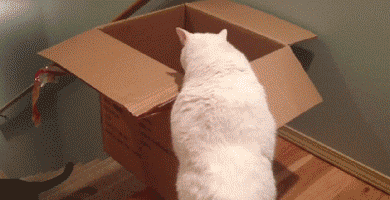 futubandera:  Jackass versión gato