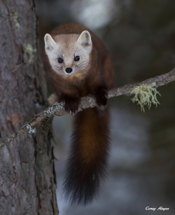 creatures-alive:  American pine marten !!!!