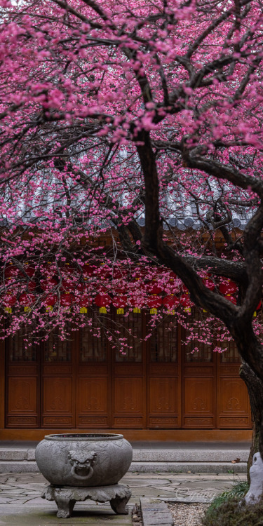 fuckyeahchinesegarden:red plum blossoms, tiefosi铁佛寺, huzhou, zhejiang province by 影像视觉杨