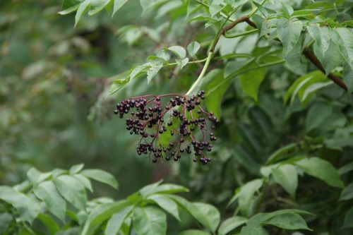 9.15.16 - American elderberries and common milkweed pods.