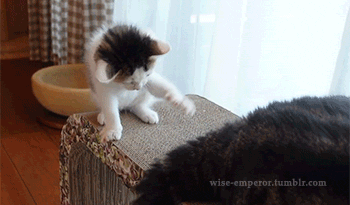 Kittens and Maru’s tail [1 2 3 4]