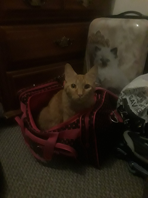 I was gone for one second and they just got into my ballet bag XD WHY!?