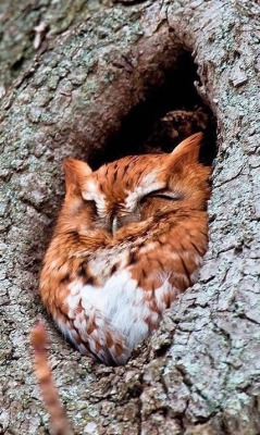 zhuanghongru: Eastern screech owl