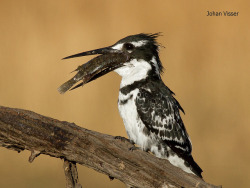 funnywildlife:  Pied Kingfisher by johanvisser100