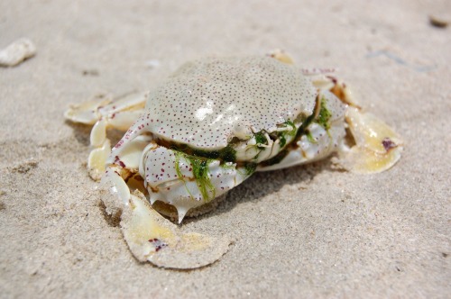 realmonstrosities: Moon Crabs have great, big paddles on the end of each of their thick, rather