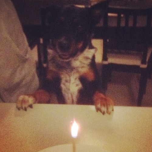 Happy 5th birthday to my Milo!! #ilovedogs #dogstagram #cute #puppy #milo #instapets @mervmac @tyree