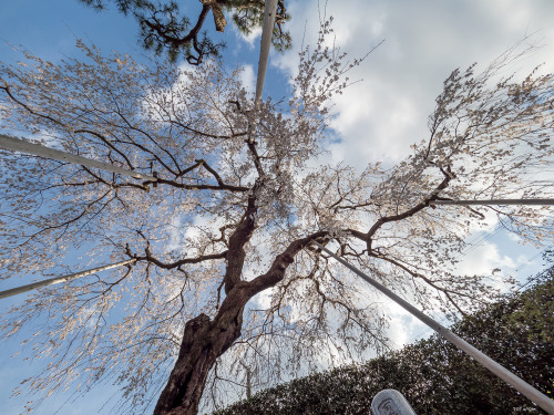 いつもお世話になっているお寺様にて。樹齢300年の枝垂れ桜が今年も花をつけてくれていました。Cherry blossoms 2022. The weeping cherry tree, said to