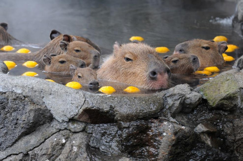 japanese-plants: Bathing with whole yuzu fruits on Tōji, the winter solstice, is a custom that date