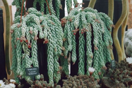    Cactusland, the largest cactus nursery in the United Kingdom 