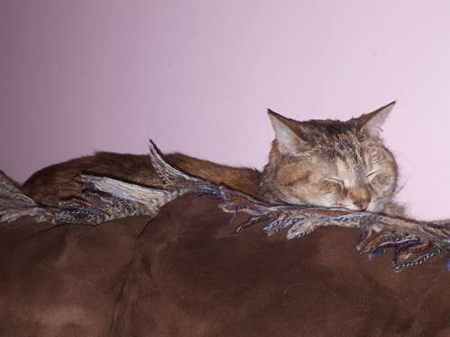Comfy kitty. Just sinkin into the couch cusion