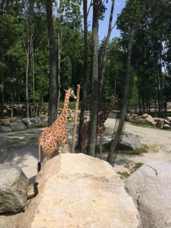 tonyshalube:  giraffes 