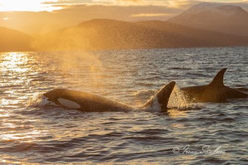 missmariemariana: Norwegian Orca Survey on facebook: “Killer whales are officially back to Skjervøy