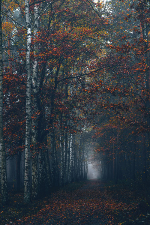 dennybitte: walking the misty woods by Denny Bitte