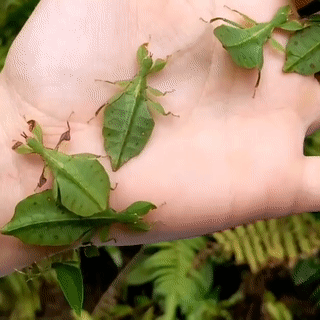 Australian leaf insect (Phyllium monteithi)