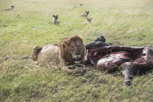 funkysafari:Male lion with its kill (more lions were out of frame which was why the hyenas were keep