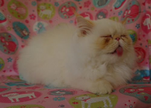 lucifurfluffypants: Once upon a time, I was a pint-sized Sassypants.  (I’ve been dubbed a