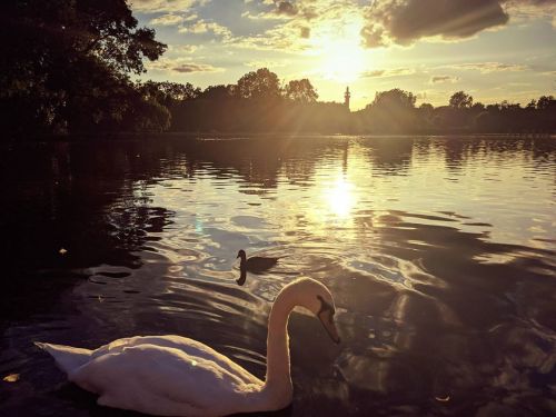 I need to come up with a more original combination for my photography. Another swan, another sunset&