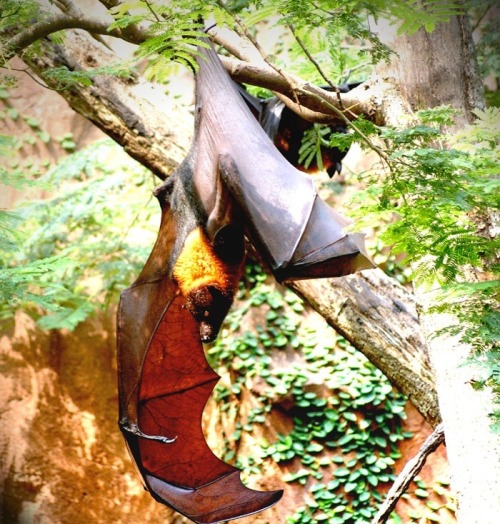 torn-by-dreams:  thenightmaregeneral:  There isn’t a more beautiful wing design than that of a bat. These bats get ENORMOUS and have teeth like a ferret or fox, hence their nickname, the flying fox.   (And they’re adorable ok don’t forget that part)