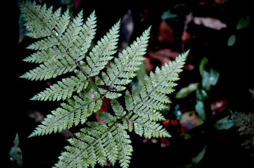 Fern by claire_louise_1994 on Flickr.