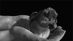 babyanimalposts:  feeling down? you need this baby animal blog