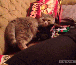 disgustinganimals:  colonel—dog:  buzzfeed:  sometimes “if i fits, i sits” isn’t the best motto.  so is there a scientific animal behaviorist or whatever reason for cats just trying to squeeze into everything?  a clever ruse. don’t fall for