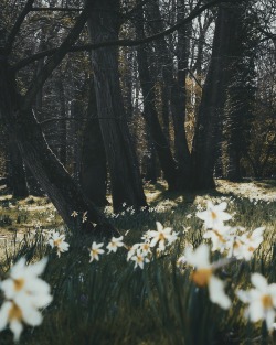 ingmvr:Spring time    ingmvr_  