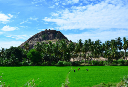 Paddy fields at Palani, Tamil Nadu