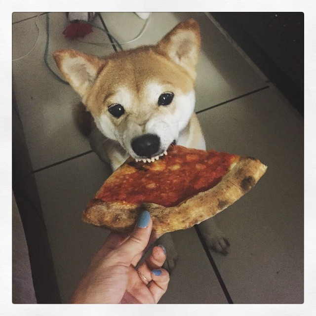 #pizzapup