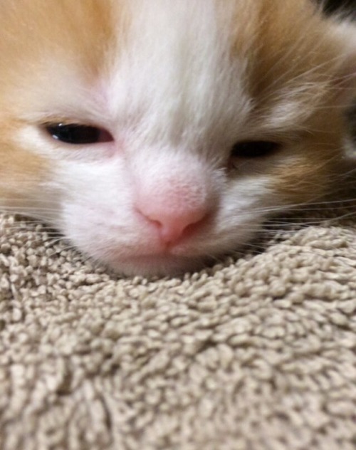unflatteringcatselfies: He looks grumpy but he just sleeps with his eyes open.