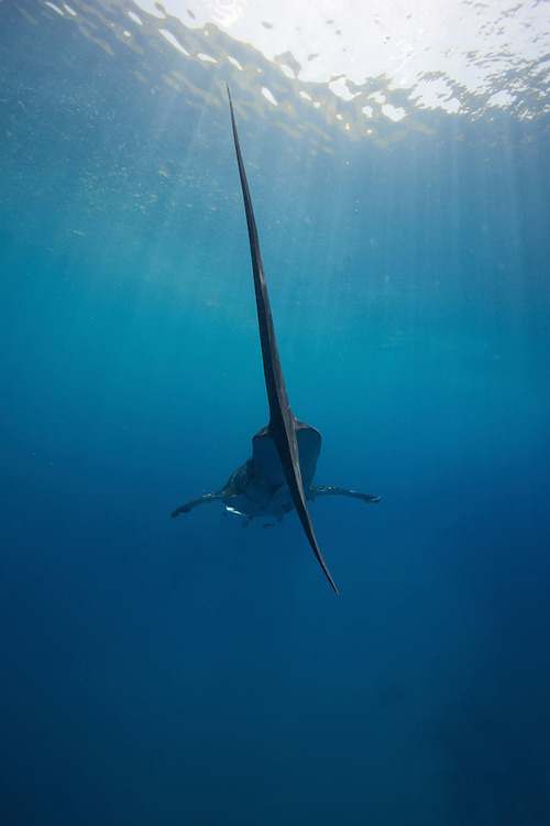 LEVIATHAN