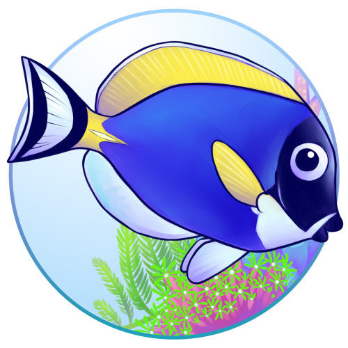 Tangs, also known as surgeonfish because of the sharp scalpel they wield near the end of their tail,