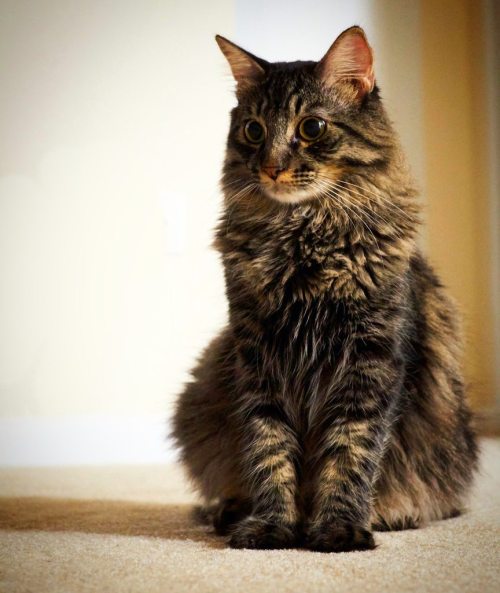 catsandkitten:  This is my rescue, Zazu. He is one year old today and as handsome as ever!