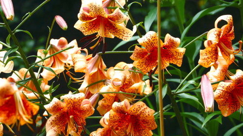Beautiful Flowers From Brooklyn Botanic Garden