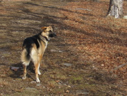 Handsomedogs:  This Is Hollis, Our 1 Year-Old German Shepherd / Border Collie / Great