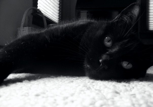 Reblog if you love black cats and don’t think they’re bad luck