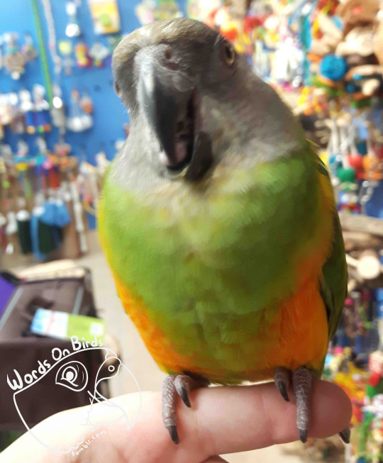 Birds have two modes