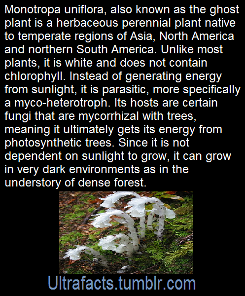 ultrafacts:  SourceFollow Ultrafacts for more facts!