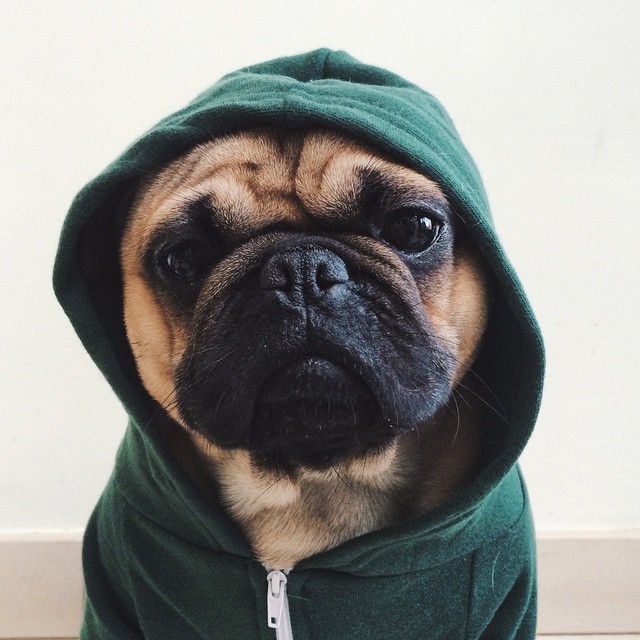ilovepugs4ever:  Follow Dog Quotes. 
