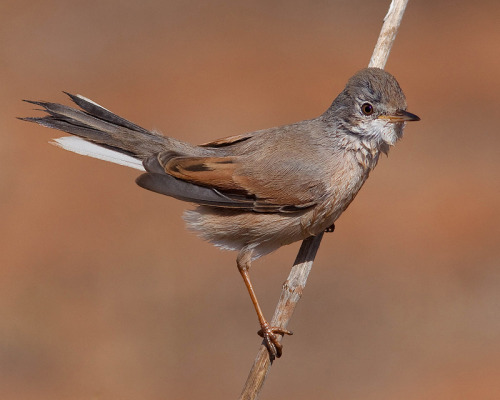 Spectacled Warbler (Sylvia conspicillata) &gt;&gt;by António Guerra (1|2)