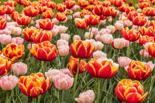 Keukenhof Gardens, Netherlands