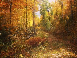 tracirearden:  Autumn in New Hampshire 